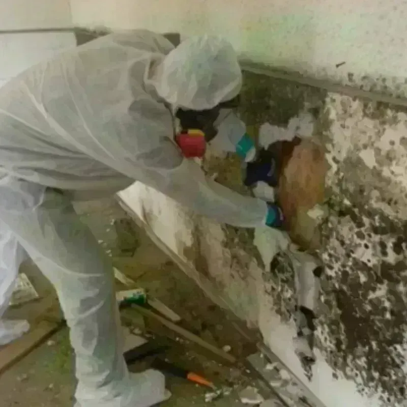 Mold Remediation and Removal in Marion County, OH